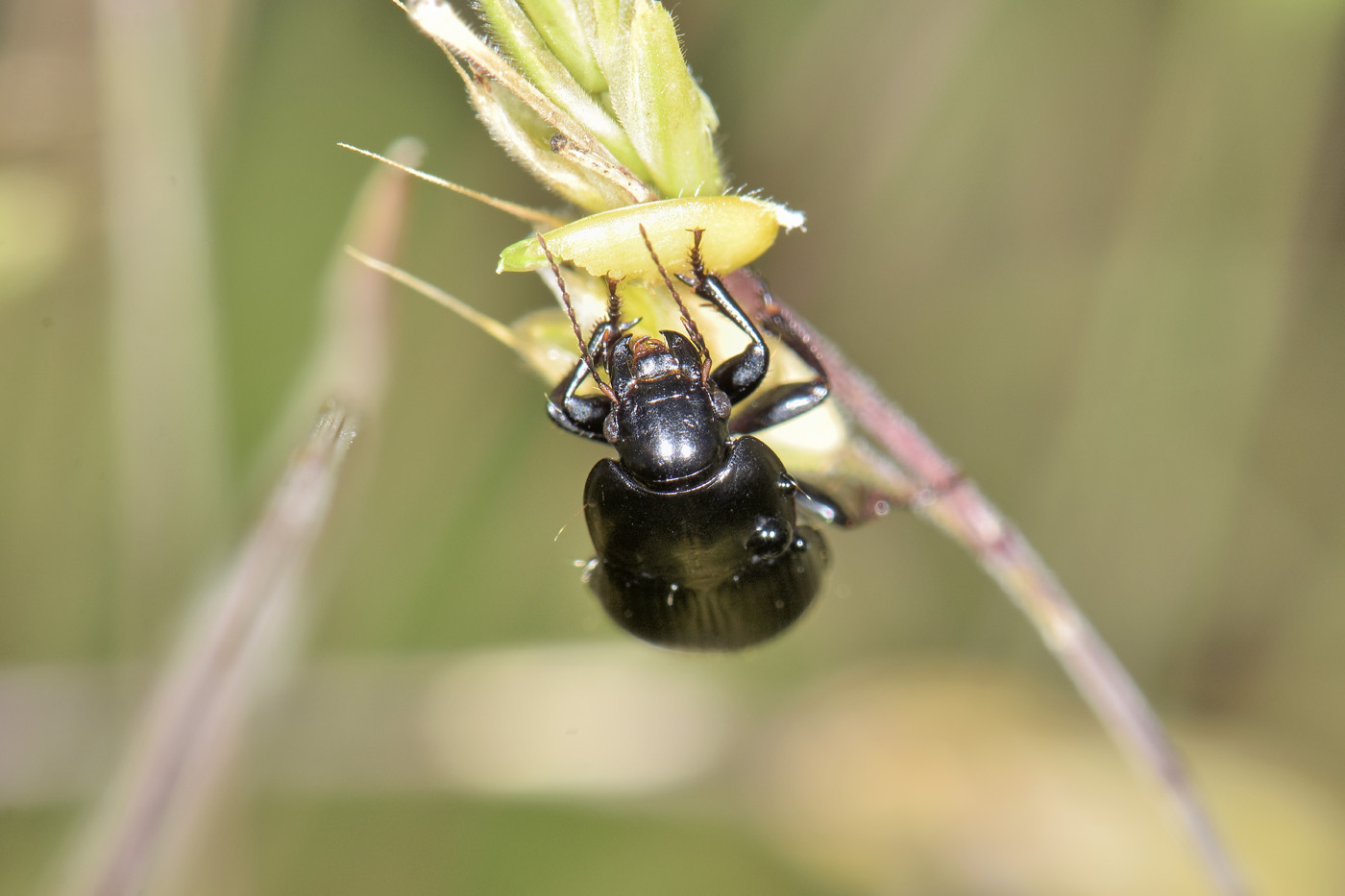 Carabidae: Harpalus sp? S, Harpalus serripes